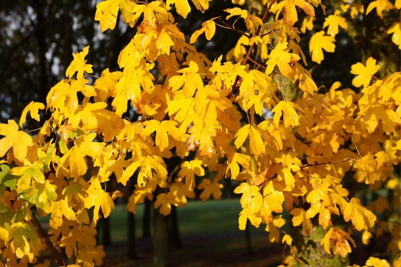 6 Types of Maple Trees for Your Landscape