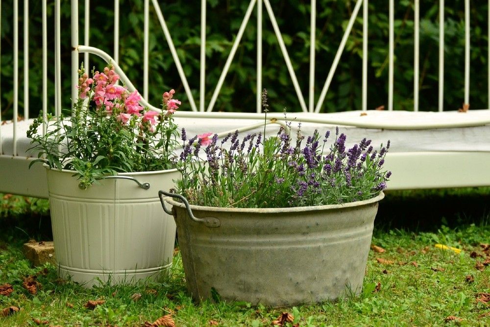 How to Grow Wildflowers in Pots