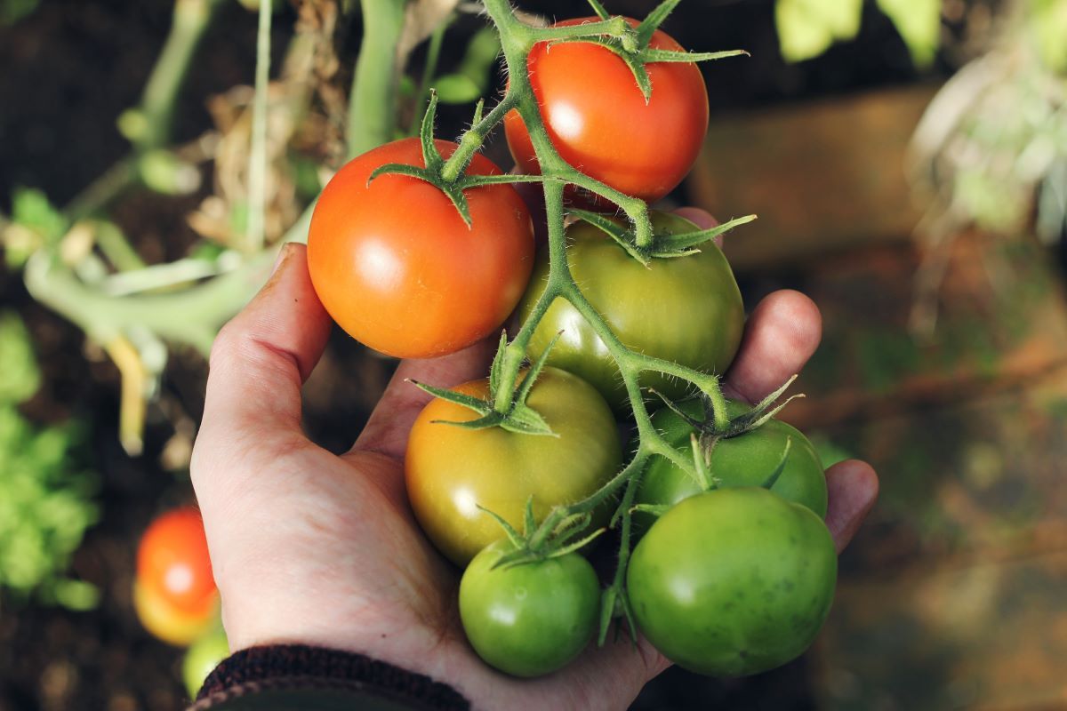 A hand holding tomatoes growing on a vine.