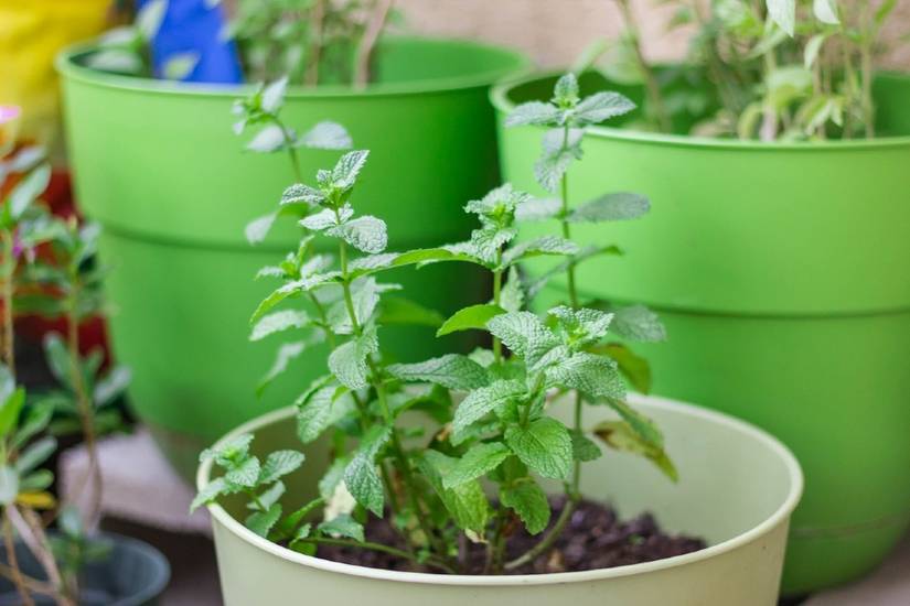 capsicum annuum plant Capsicum annuum var. glabriusculum (Chile Petin) – Eco Blossom Nursery