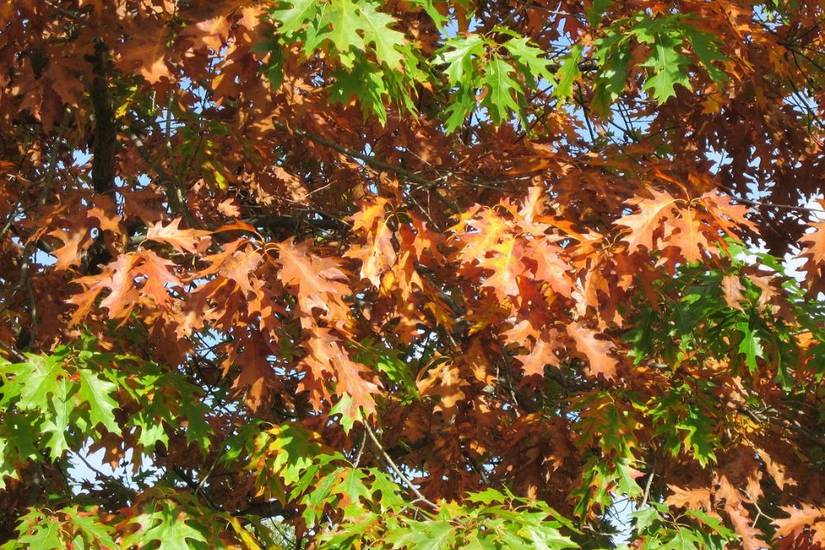 4 Types of Oak Trees for Your Landscape