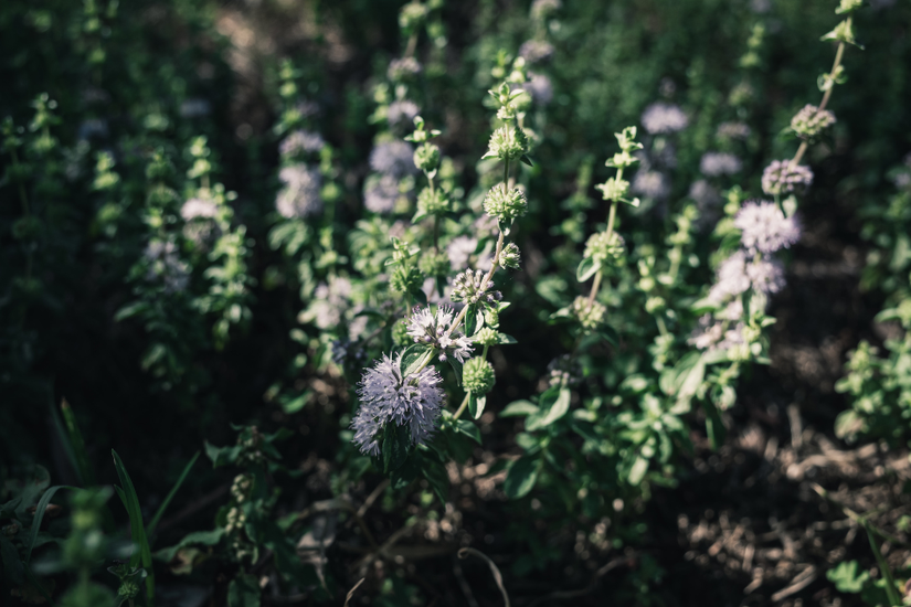 6 Plants That Repel Ants