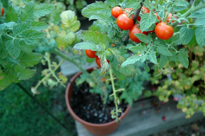 7 Signs of Over-Fertilizing Your Tomato Plants
