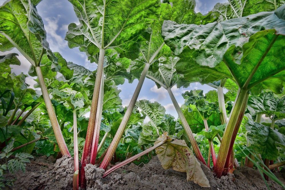 7 Drought-Tolerant Vegetables to Grow in Your Garden