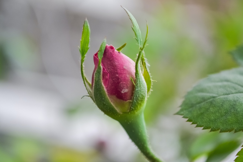 5 Benefits of Adding Knock Out Roses to Your Landscape
