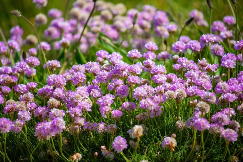 6 Ground Covers for Full Sun