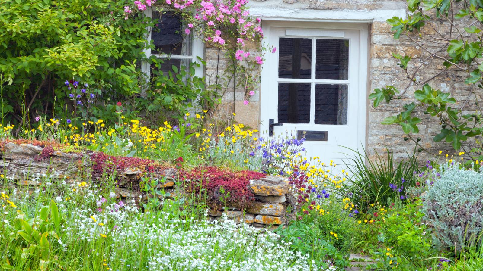 Why You Should Replace Your Lawn With Wildflowers