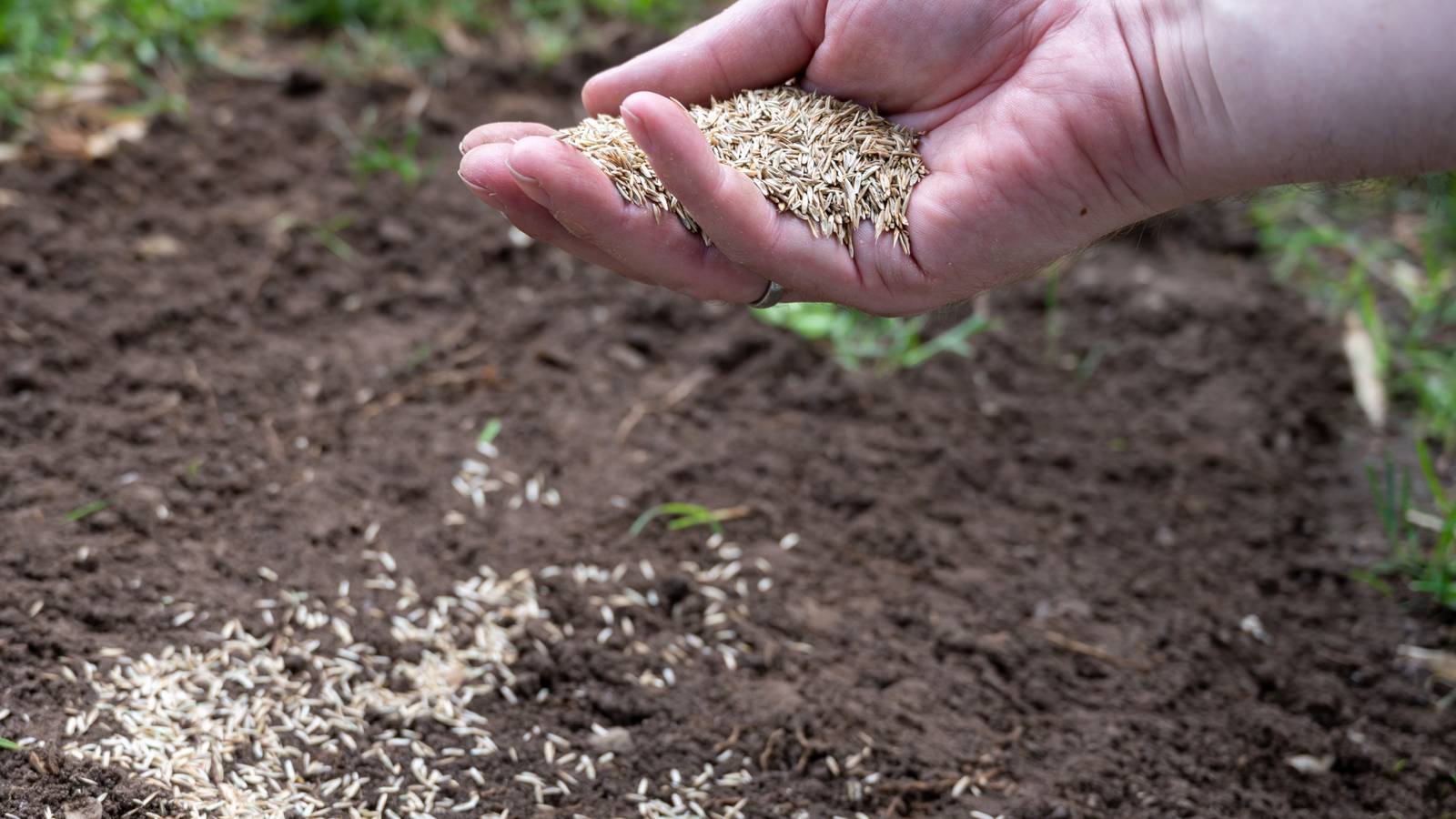 Transform Your Lawn with Potting Soil: Step-by-Step Seeding Guide