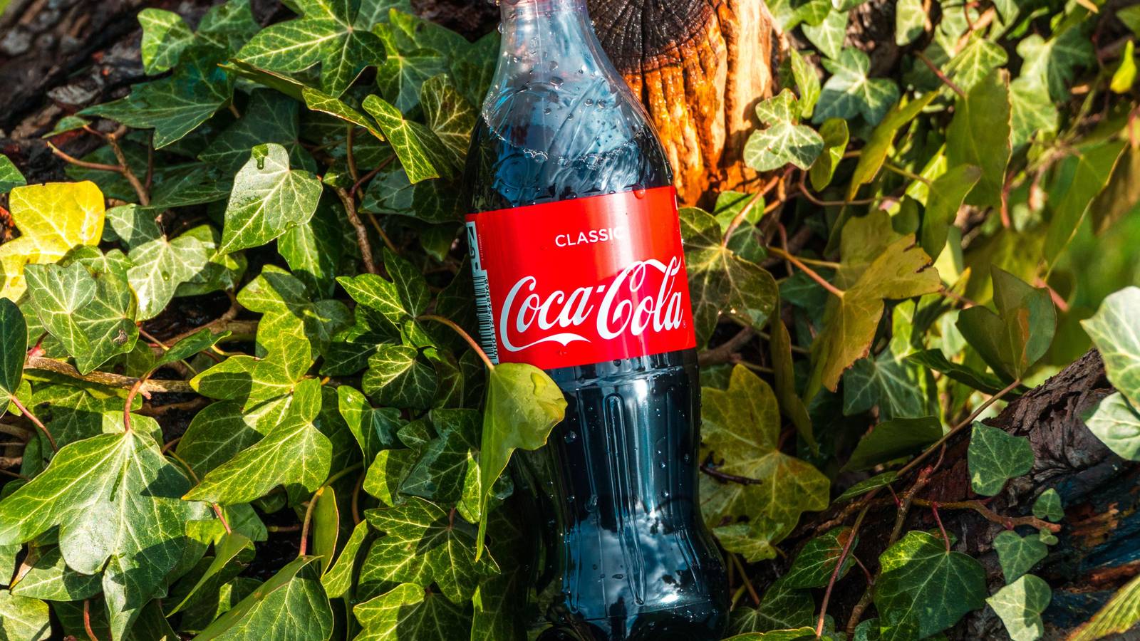 Should You Water Your Azaleas With Cola?