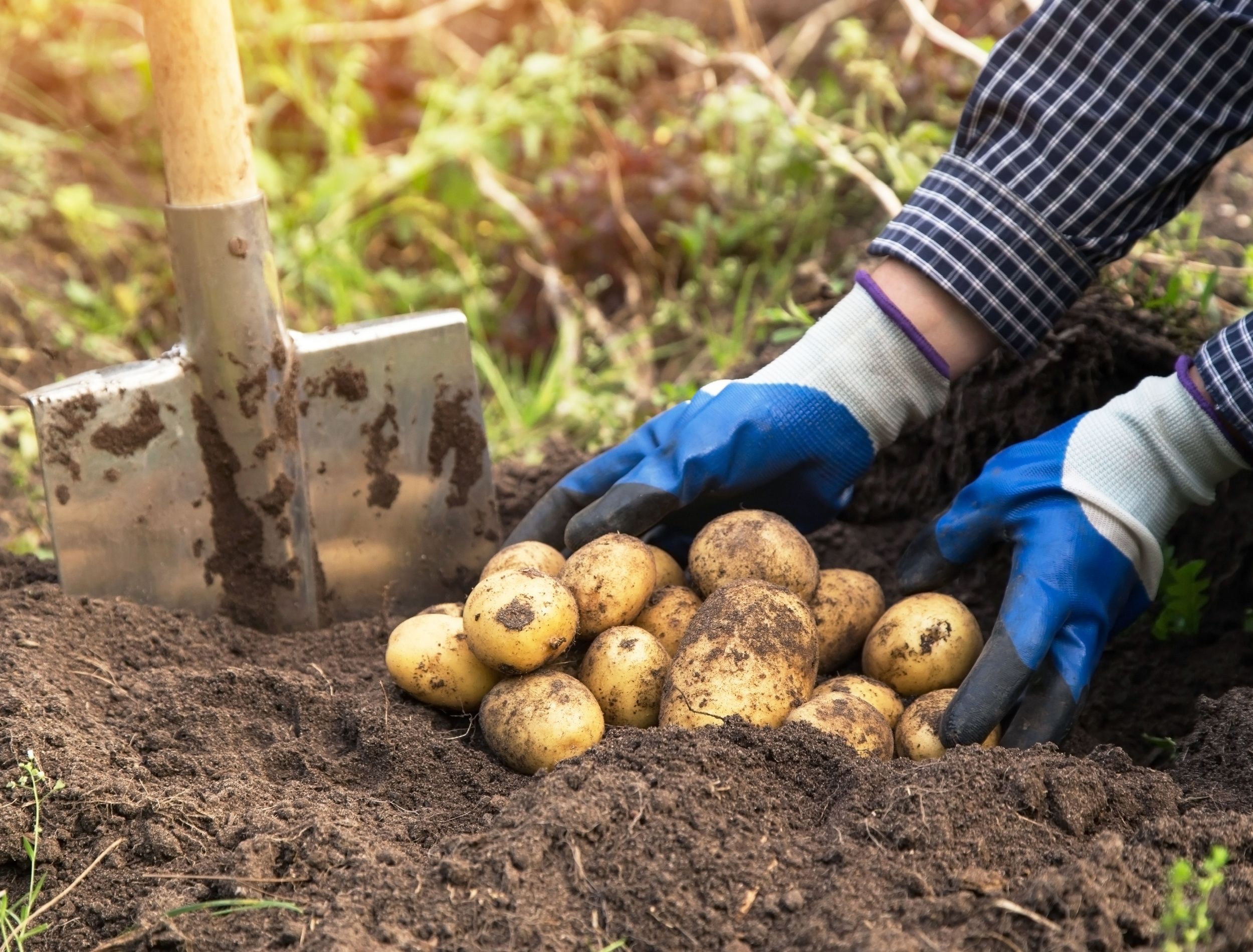 The Complete Process of Growing Potatoes in Your Home Garden