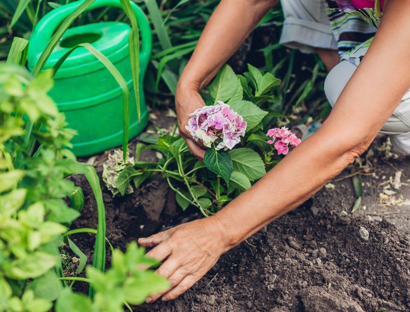 The Best Time to Plant Your Hydrangeas