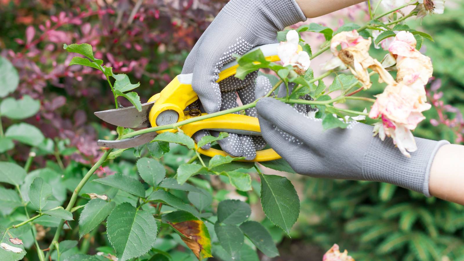 The Ultimate Guide to Garden Rose Care