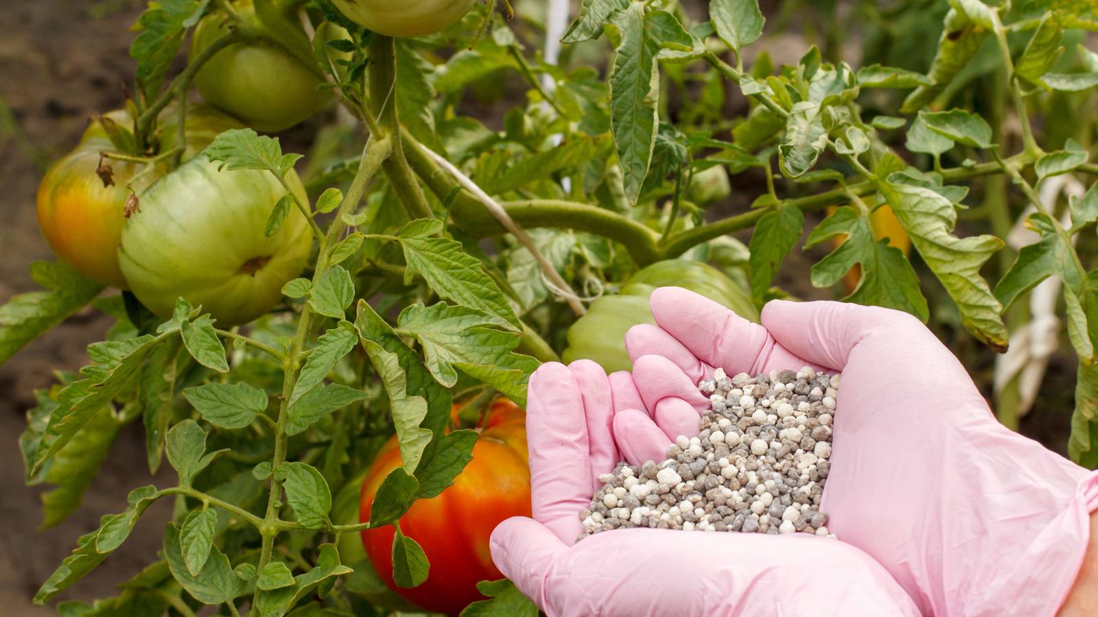 7 Signs of Over-Fertilizing Your Tomato Plants