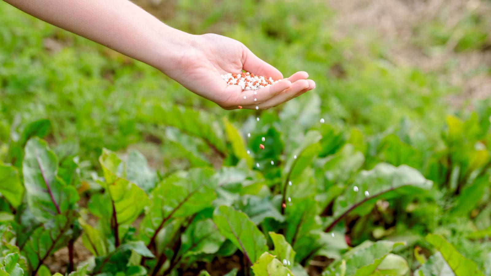 The Ultimate Guide to Fertilizing Your Vegetable Garden