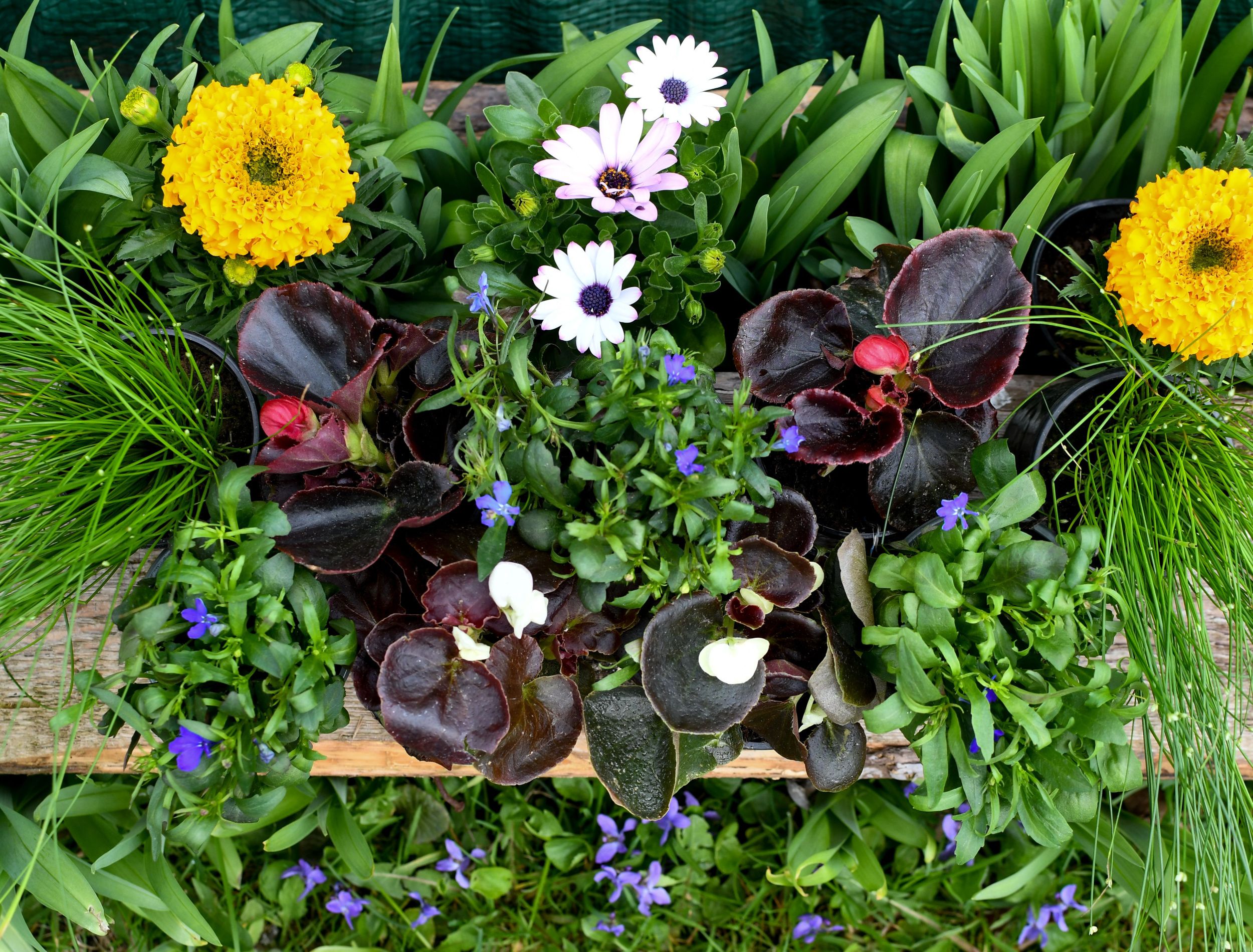 How to Grow Wildflowers in Pots