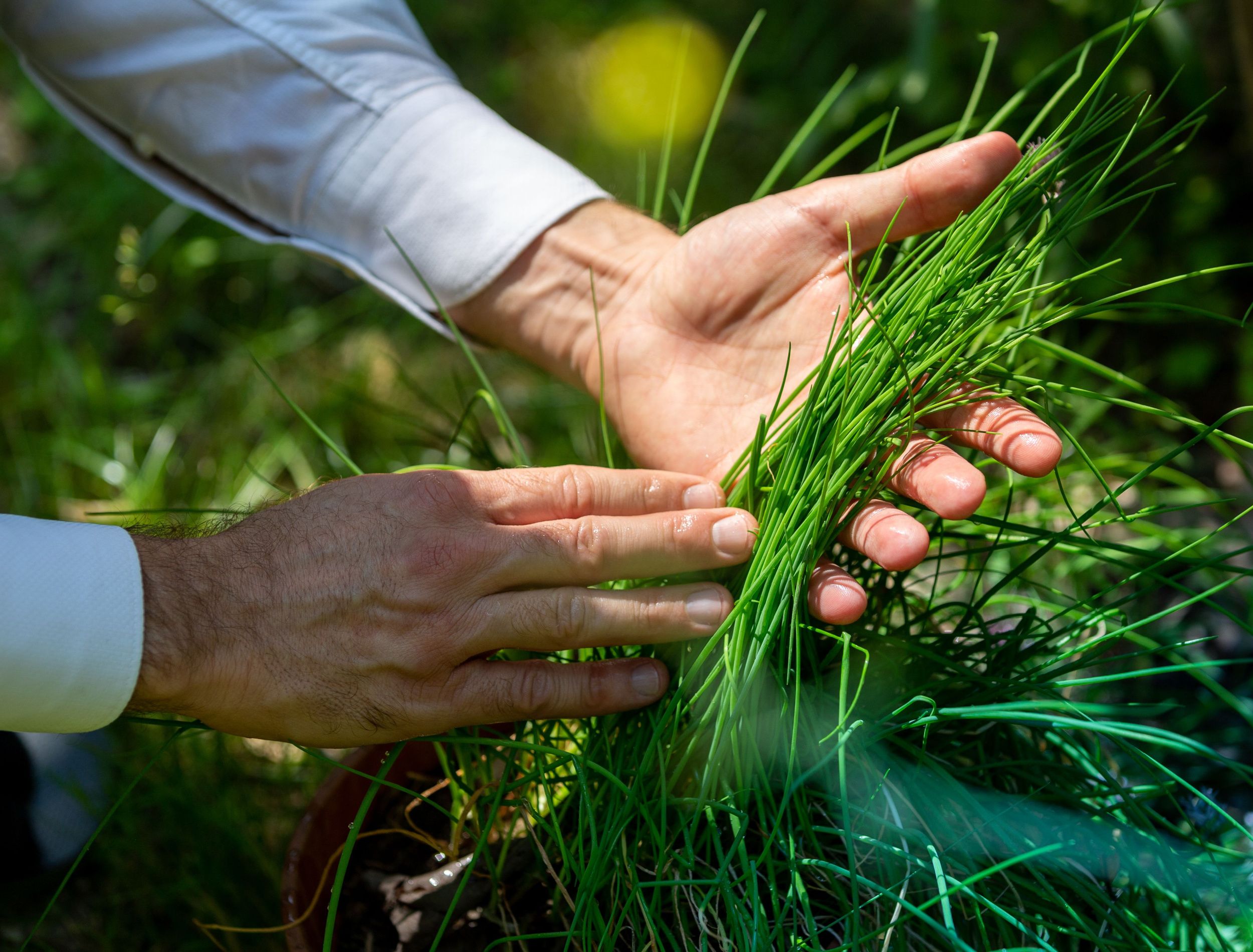 How to Grow Chives in Pots
