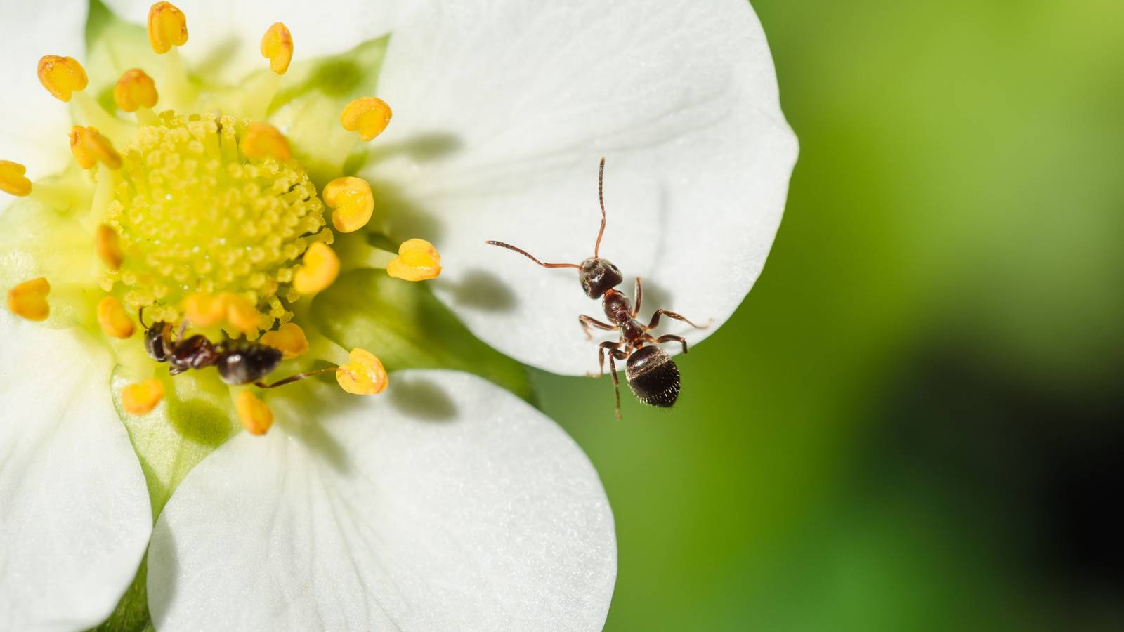 5 Benefits of Ants in Your Garden