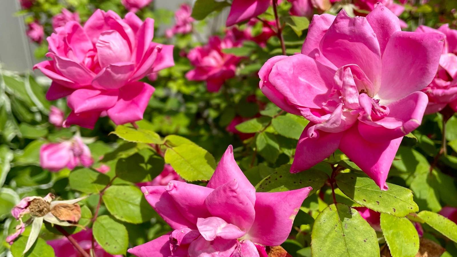 5 Benefits of Adding Knock Out Roses to Your Landscape