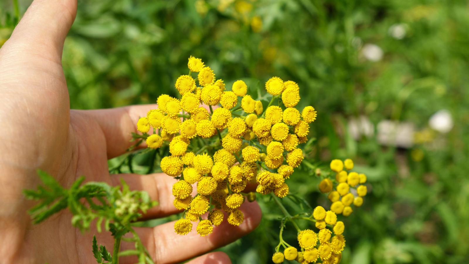 6 Plants That Repel Ants