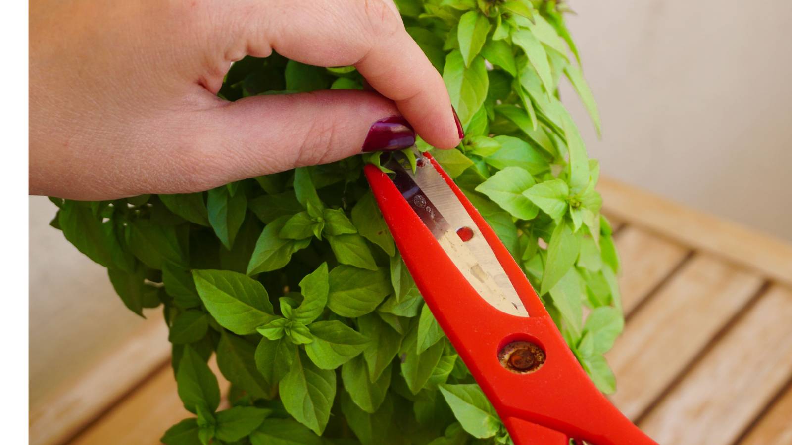 How to Properly Prune Basil For a Larger Yield