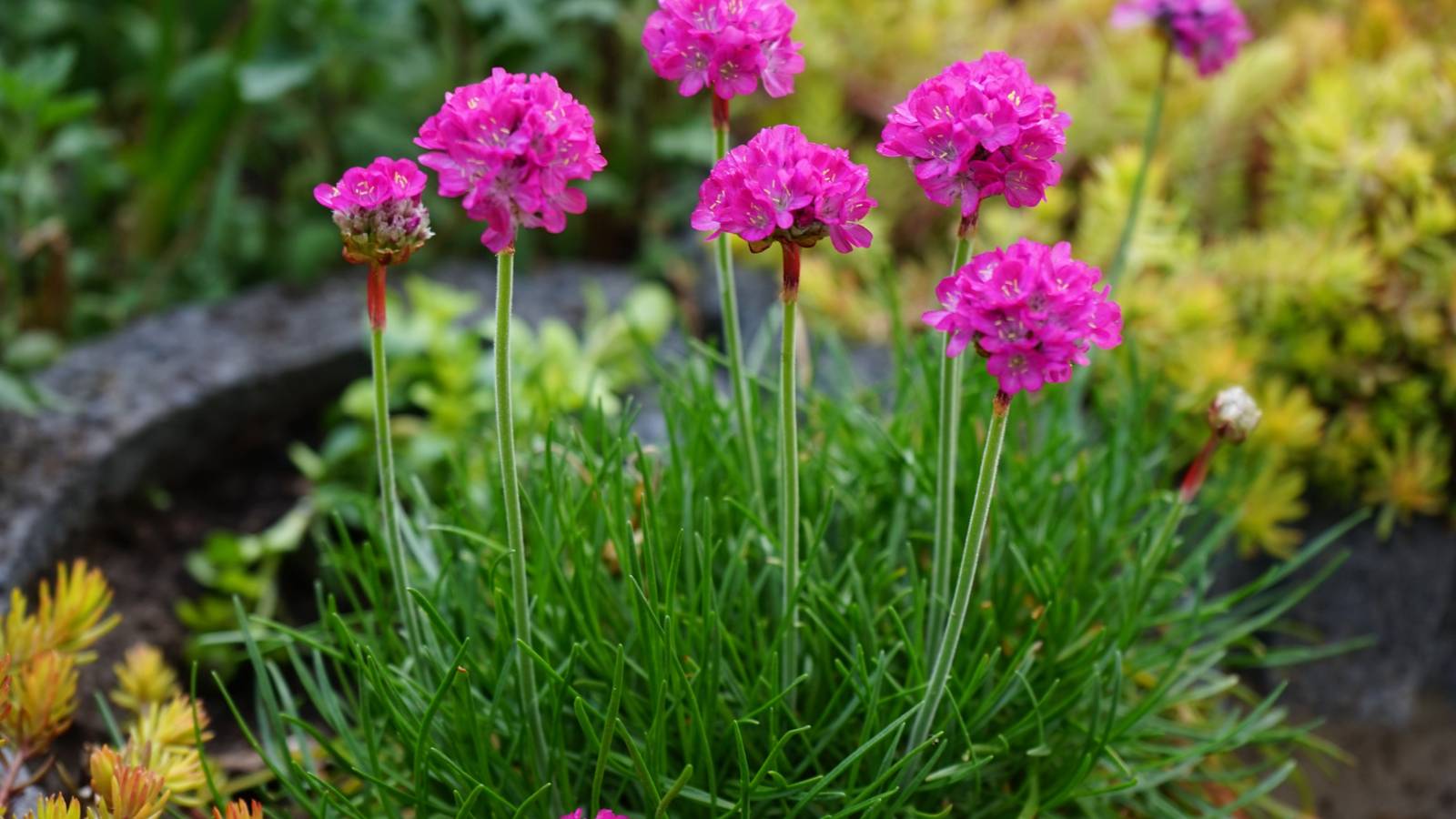 6 Ground Covers for Full Sun