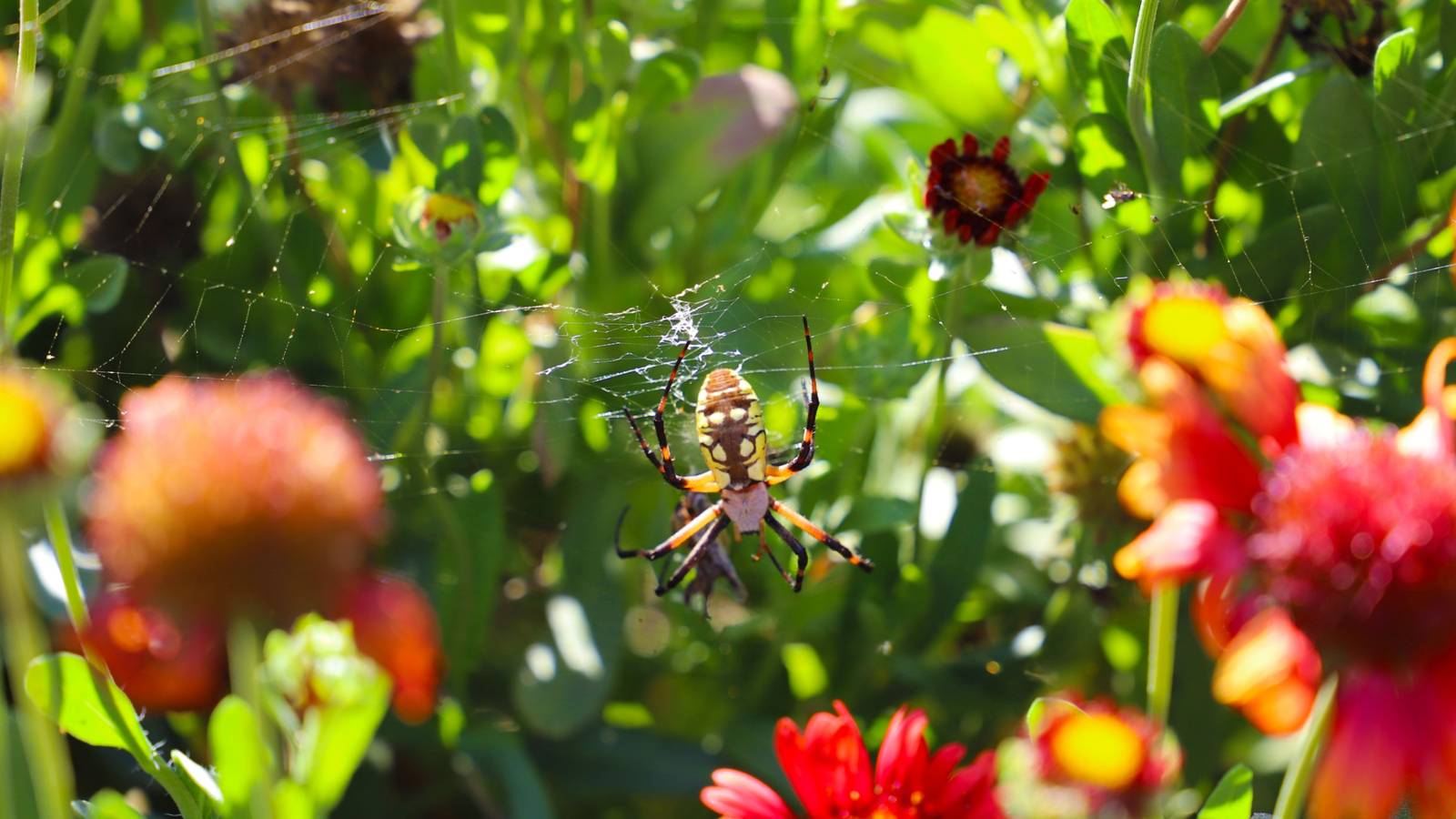 6 Plants That Repel Spiders