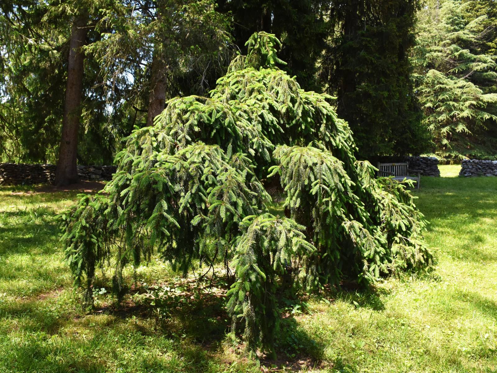 8 Small Weeping Evergreens for Your Yard, image size:1600x1200