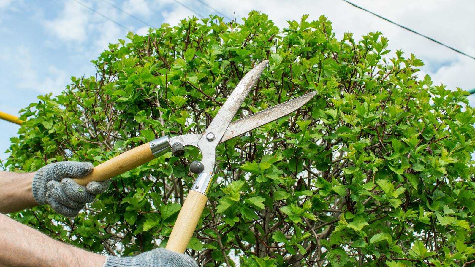 5 Tips For Trimming Your Shrubs