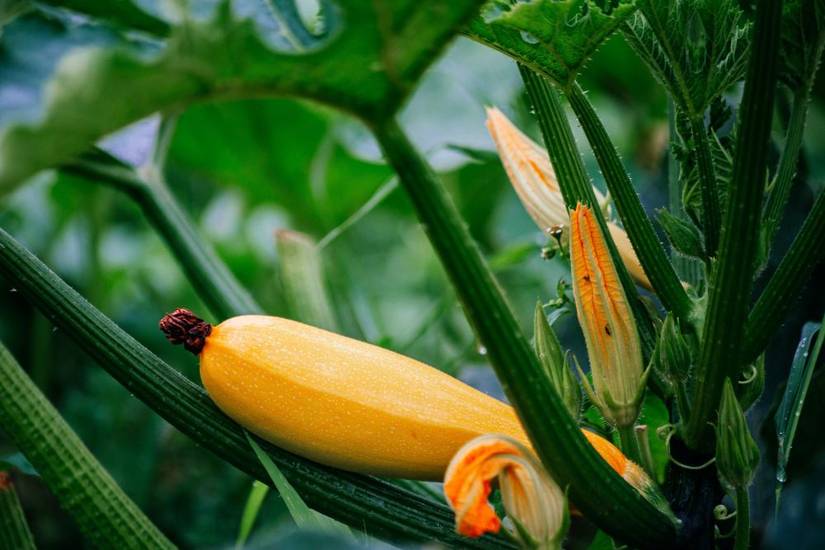 How to Fertilize Your Squash Plants