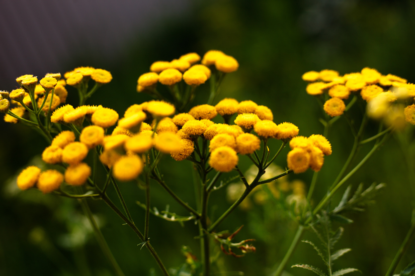 6 Plants That Repel Ants