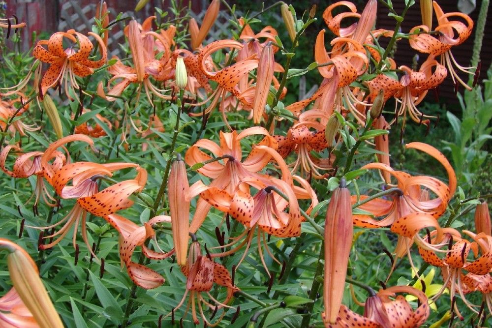 7 Tips for Growing Lilies in Your Garden