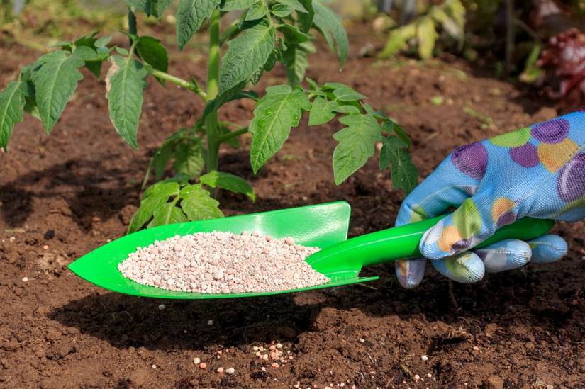 How to Fertilize Your Tomato Plants