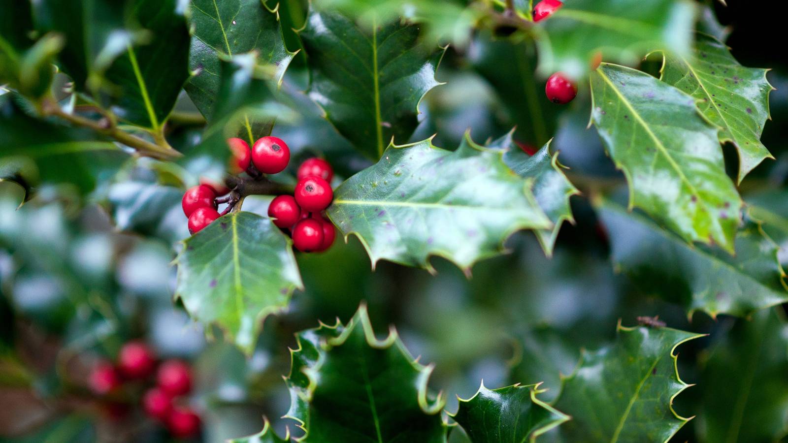 Rustic Holly Transform Your Landscape with Holly