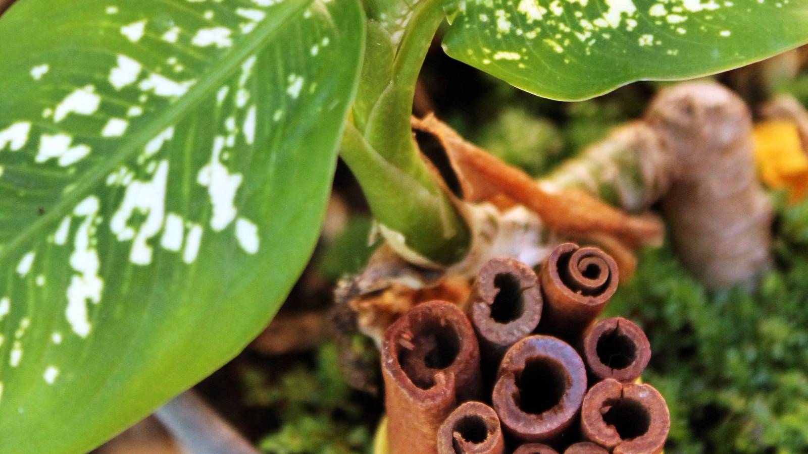 5 Reasons to Use Cinnamon in Your Garden Today
