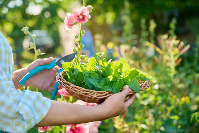 chinese money plants for sale Chinese Money Plant main image 0