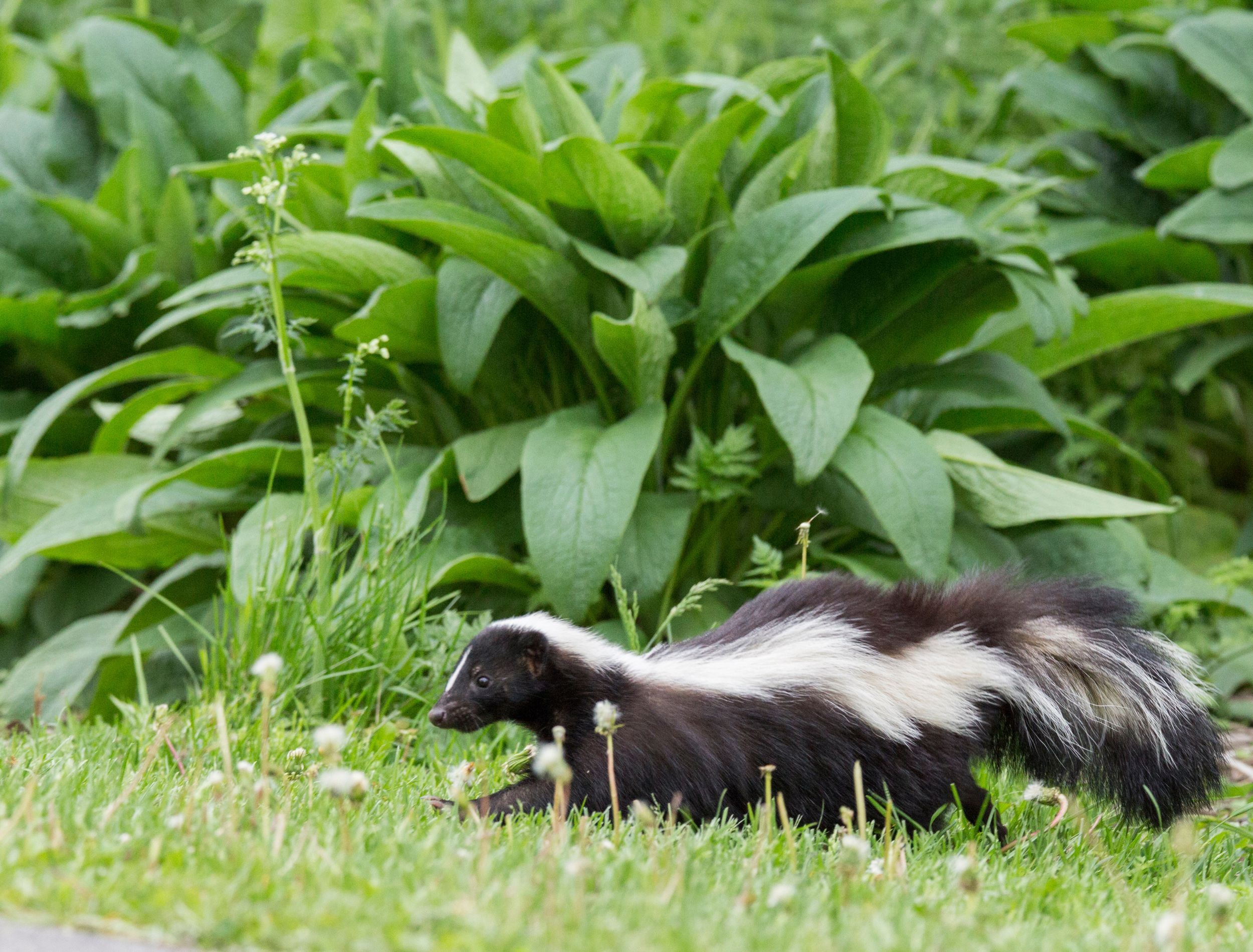 How to Use Soap to Repel Skunks From Your Backyard