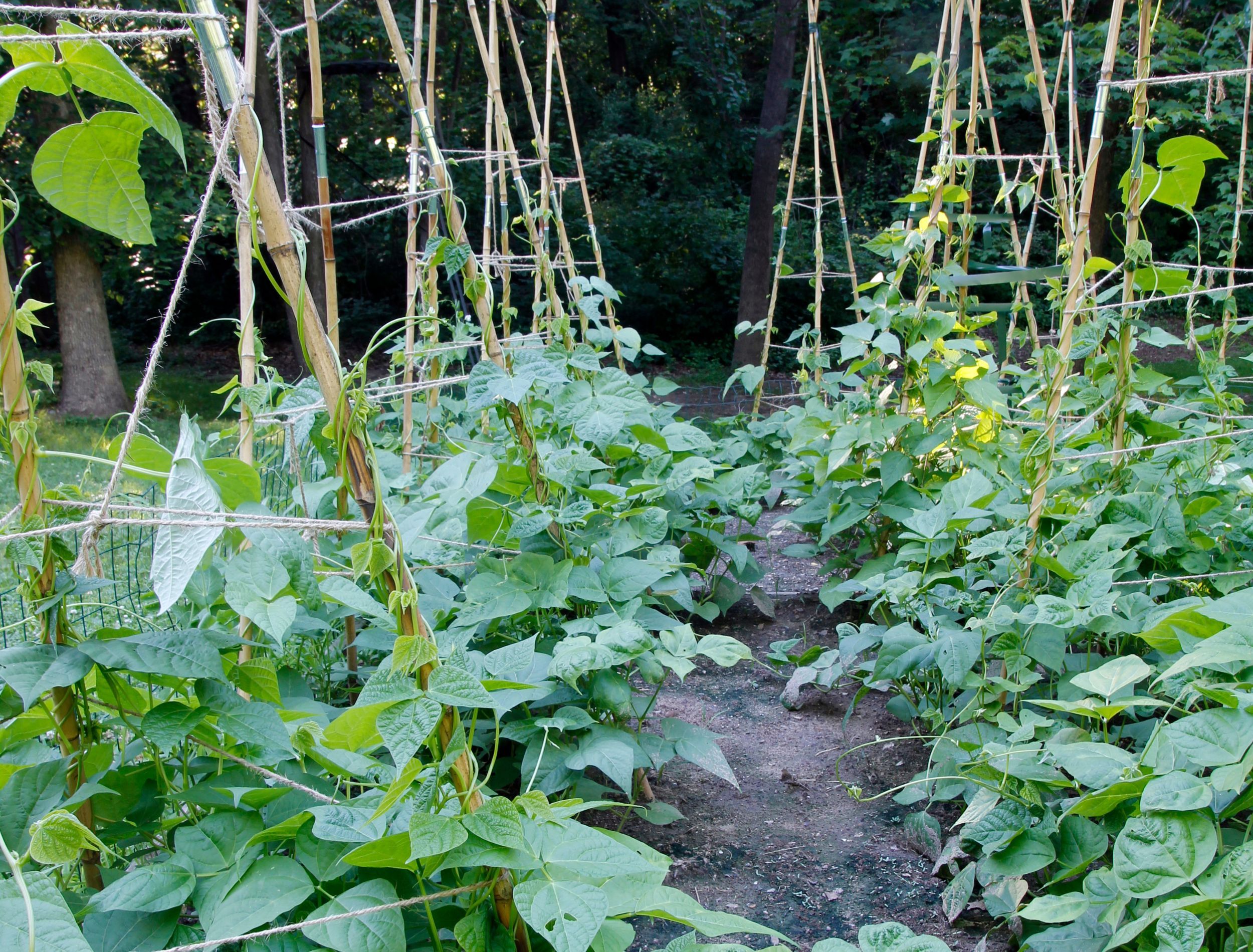 6 Best Companion Plants for Pole Beans