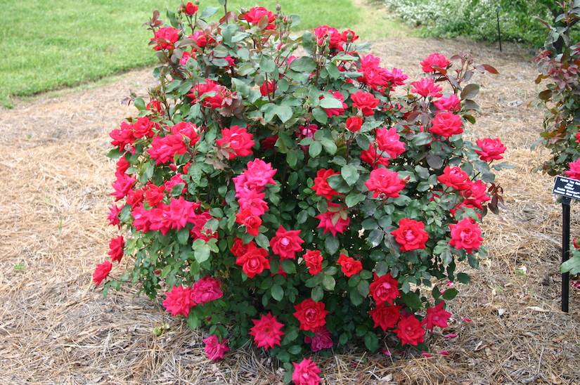 Juniper Rug Knockout Roses 7 Tips For Pruning Knock Out Roses