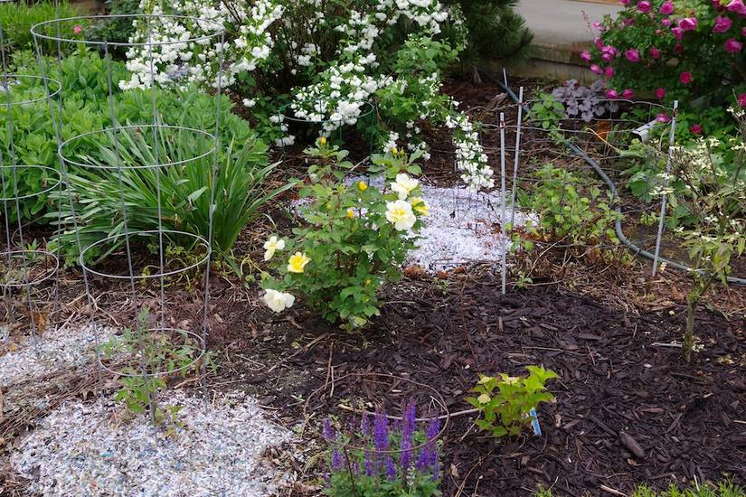 7 Tips for Growing Knock Out Roses