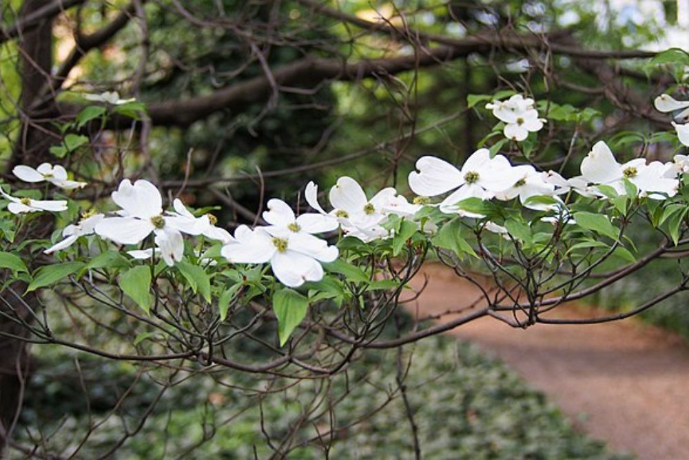 5 Best Trees For Your Front Yard