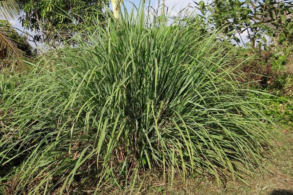Do Citronella Plants Really Repel Mosquitoes?