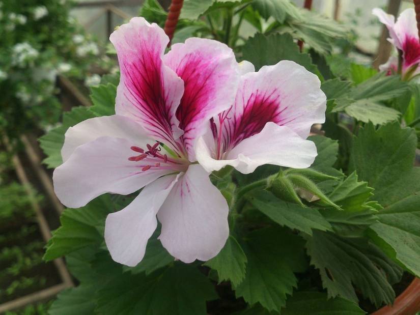 6 Tips for Growing Citronella Plants