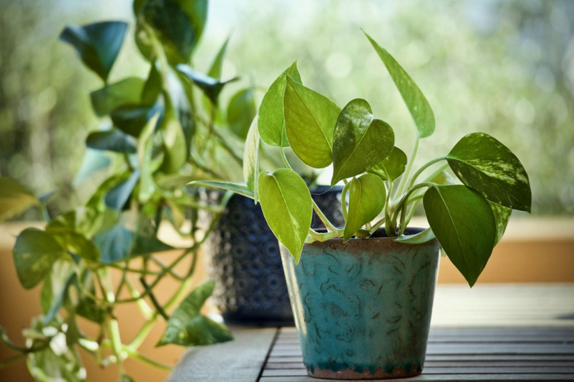 How To Prune Pothos To Keep It Growing and Tidy