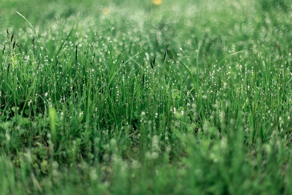 Why Your Lawn Is Turning Brown After Fertilizing