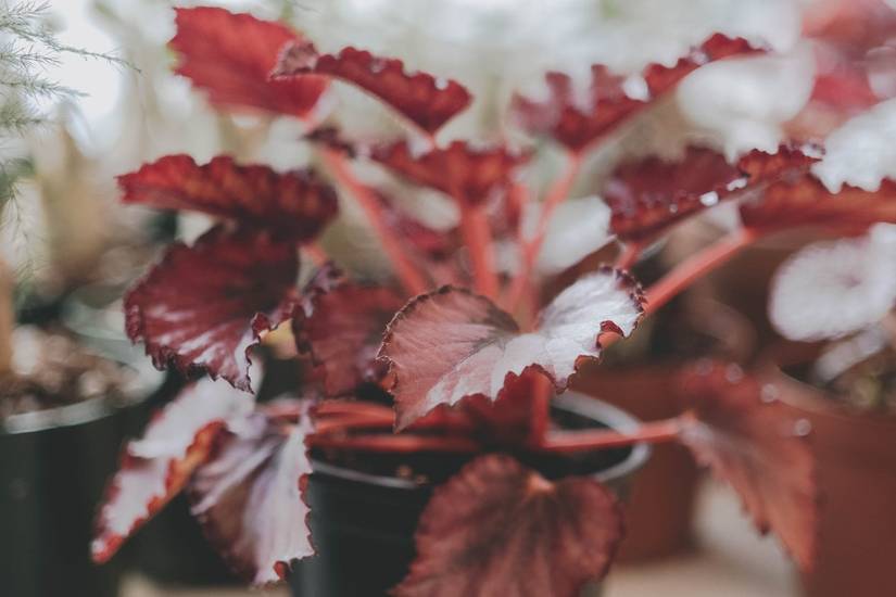 The Best 13 Houseplants for a Basement