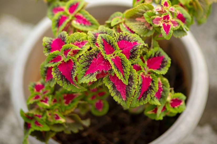 The Best 13 Houseplants for a Basement