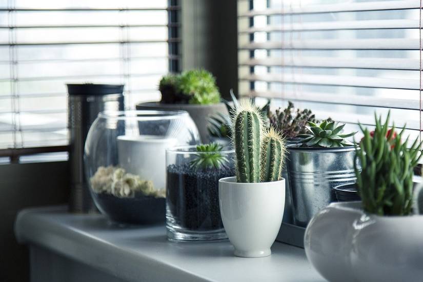 The 15 Best Air Purifying Plants for Your Home
