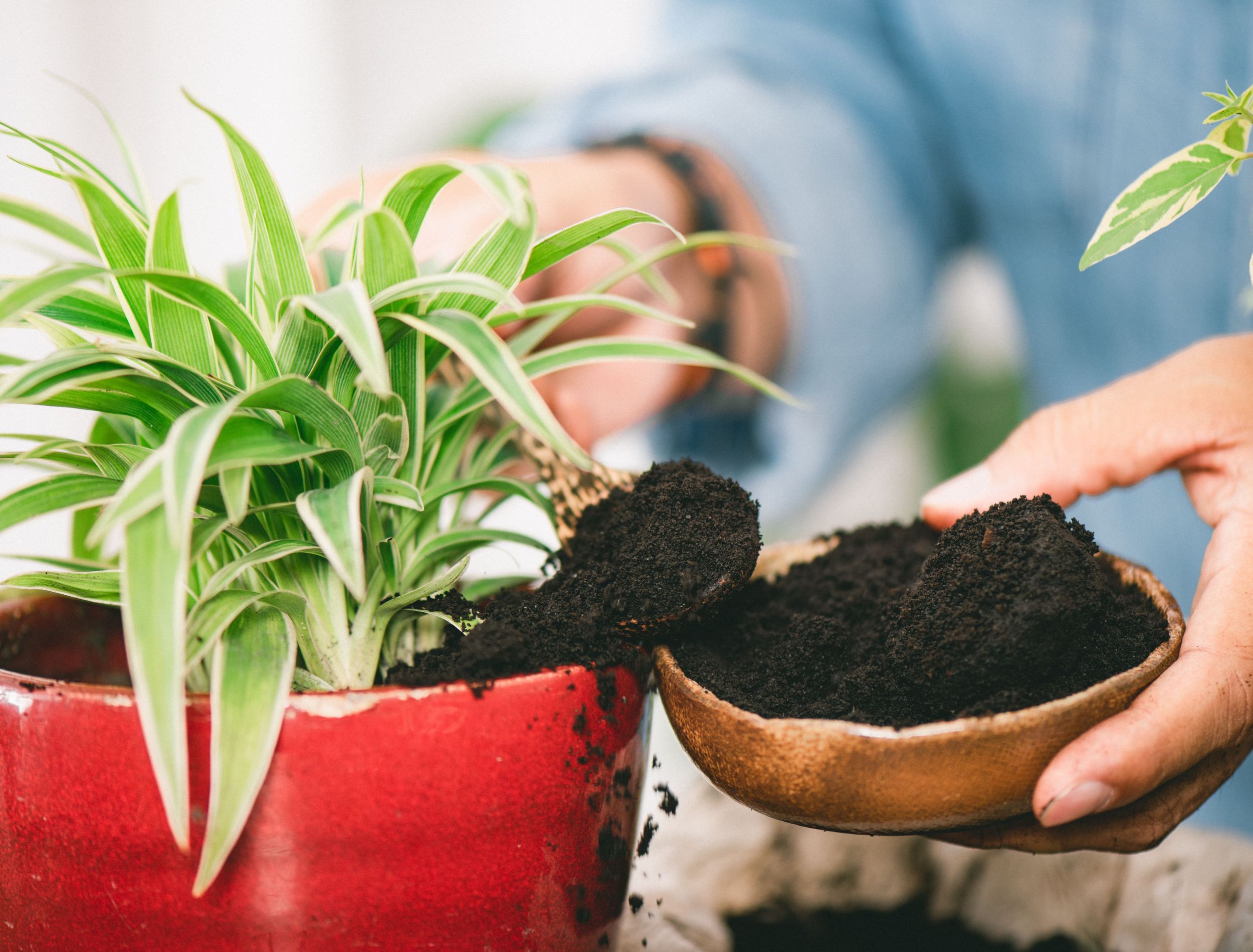 Should You Add Coffee Grounds To Your Houseplants