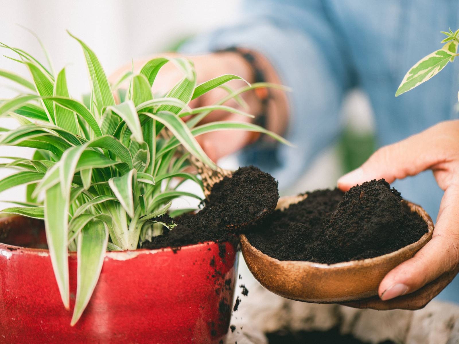 Should You Add Coffee Grounds To Your Houseplants