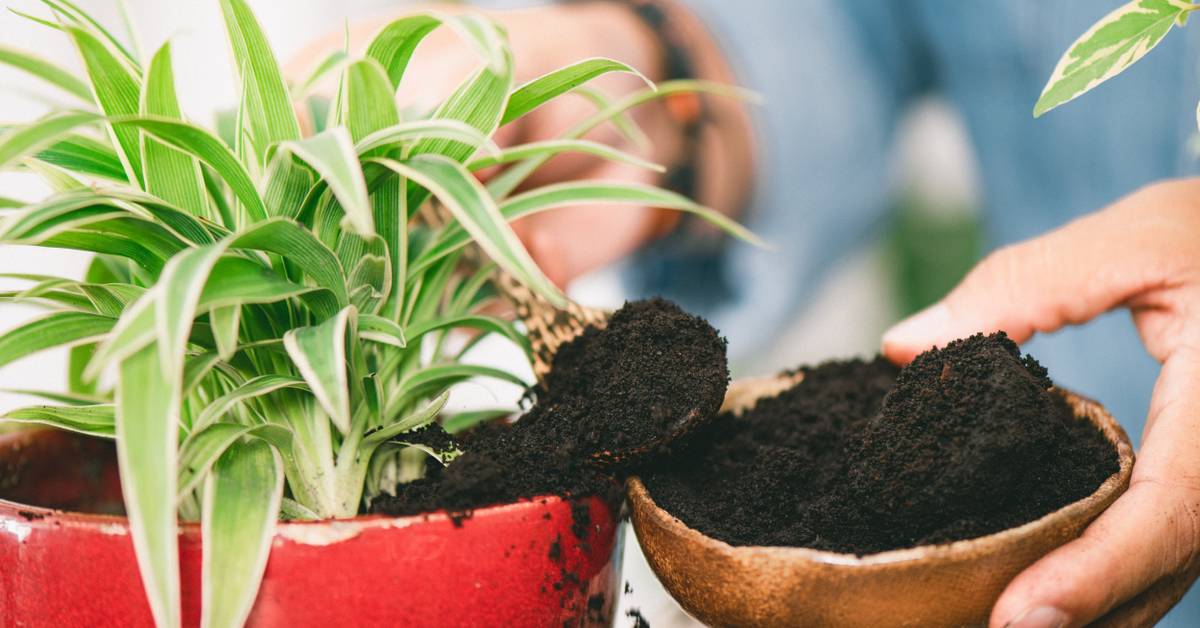 How to Use Coffee Grounds to Promote Plant Growth